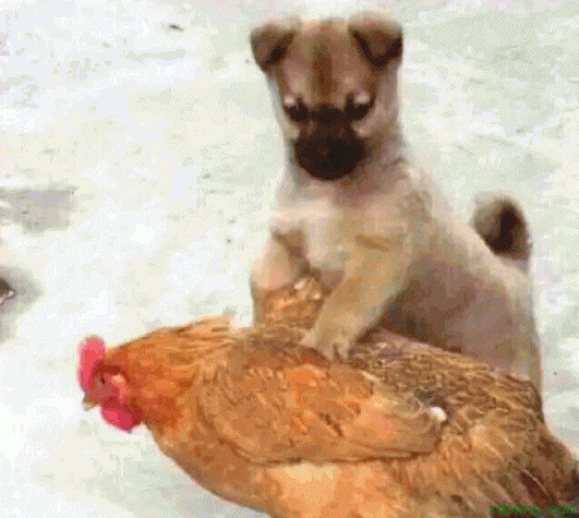 这款表情包图片十分有趣搞笑,狗抓鸡图片,不抓得话后果会更严重,喜欢