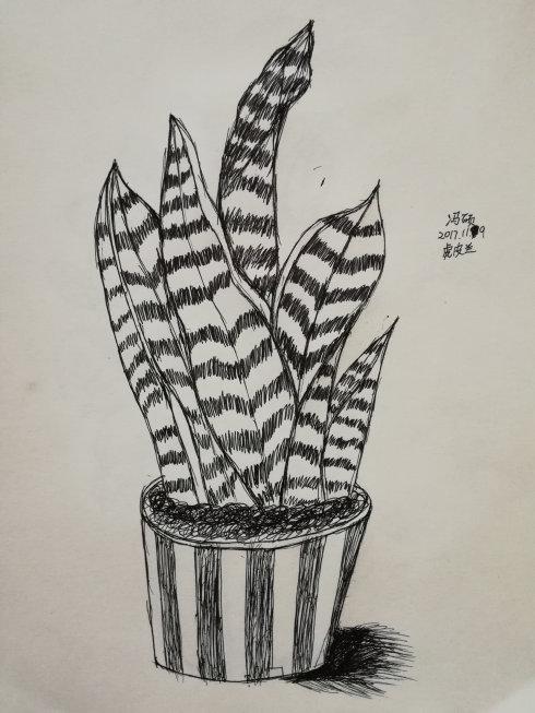 【速写】虎皮兰
