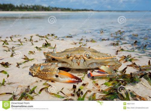 [官方]不要后悔购买上海奉贤华润置地celaway,为什么这么说?