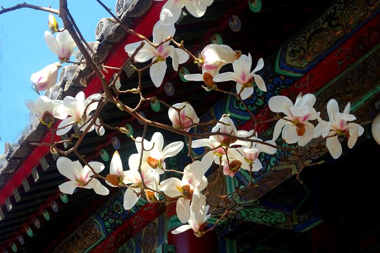 玉兰花盛开——(2)最美当属颐和园