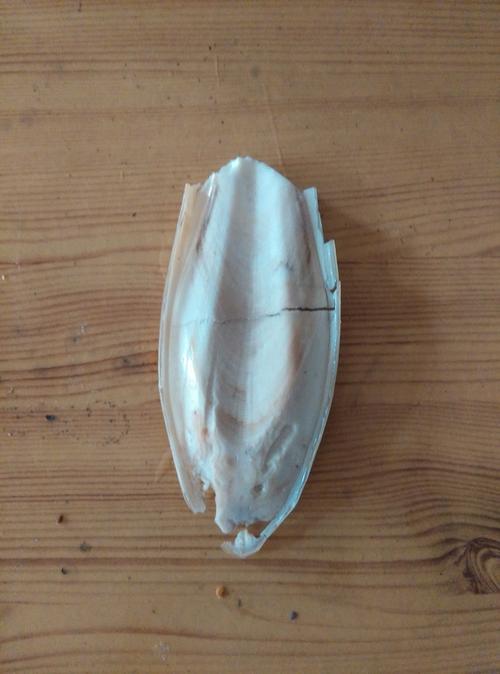 这是墨鱼还是鱿鱼骨?