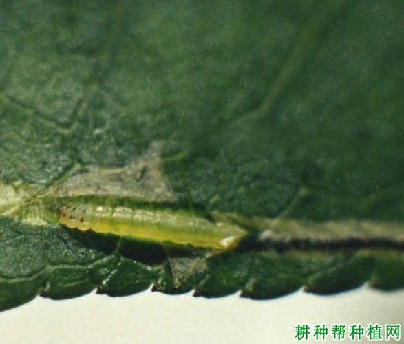 桃潜蛾(潜蛾科)