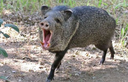 最近的岛国人,又惨又有点好笑_野猪