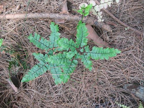 即扇叶铁线蕨,adiantum flabellulatum l.铁线蕨科铁线蕨属植物.