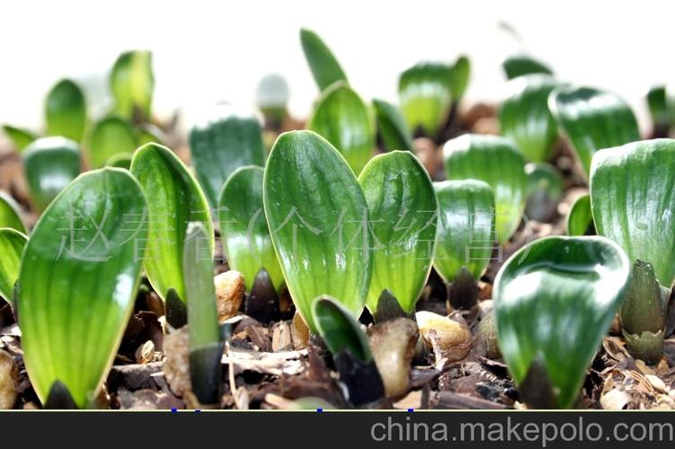 小麋鹿简笔画