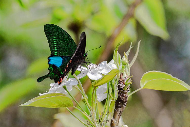 蝶恋花.巴黎翠凤蝶