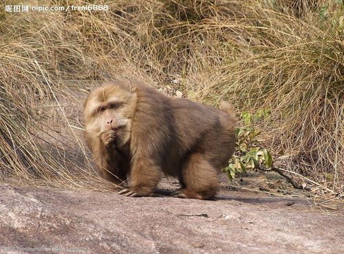 黄山野猴图片