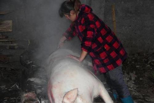 信阳美女3小时宰杀10头年猪 煺毛砍肉麻利自如