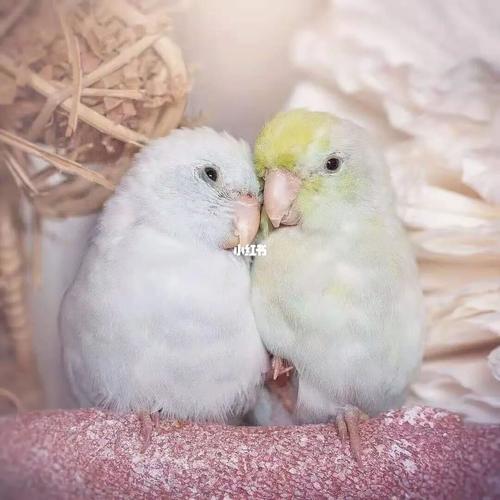 太平洋鹦鹉_鹦鹉_牡丹_种草_手养牡丹鹦鹉_宠物_宠物