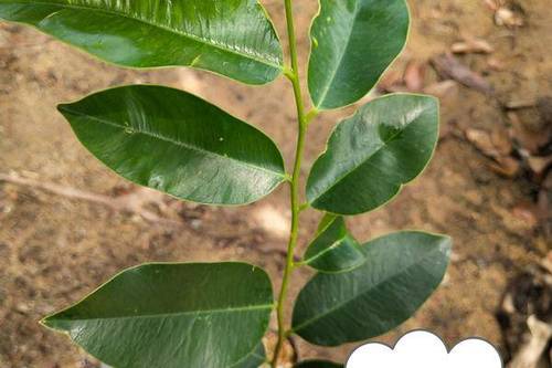 0/棵 奇楠沉香树 香霸品种,数量有限