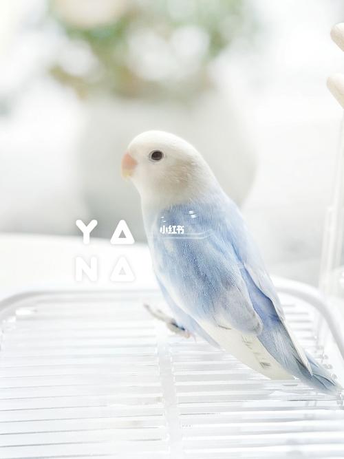 白底蓝紫闪派宝宝_鹦鹉_牡丹_宠物_牡丹鹦鹉_宠物
