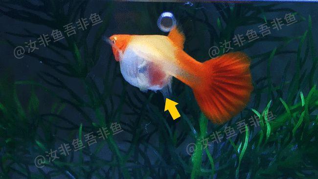 孔雀鱼生小鱼前兆,这两点很关键,孔雀鱼繁殖前的特征和表现