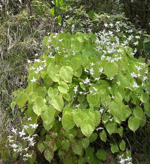  a target="_blank" href="/item/多年生">多年生 /a>草本植物,植株