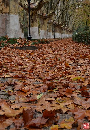 秋雨梧桐叶落时