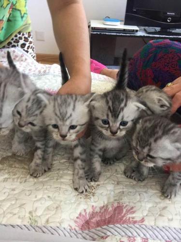 美短虎斑折耳银斑—哈尔滨道外区港务局短毛猫