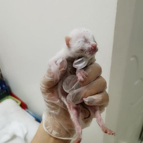 【记录】 新生小猫的成长过程