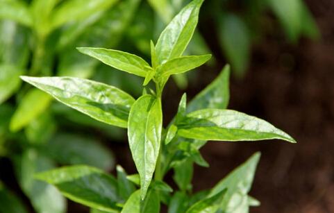 穿心莲的功效与作用