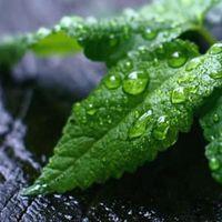 微信头像右边叶子