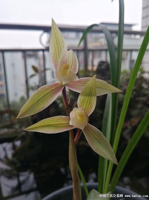 春剑新品彩素花开了
