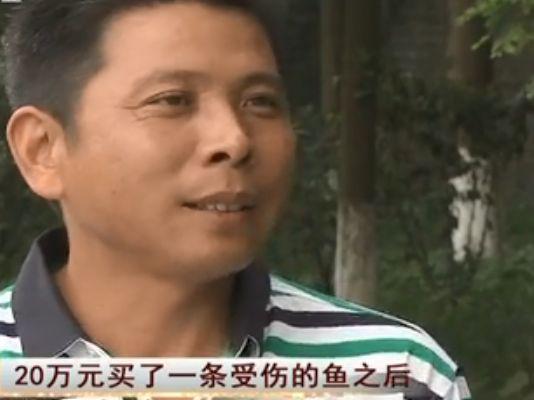 2008年湖北男子花20万买一条受伤的鱼3年后靠卖鱼赚了一个亿