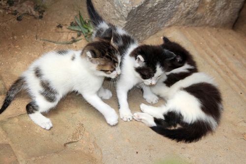 猫戏图