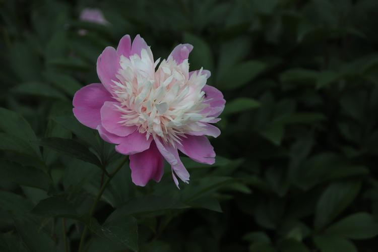 芍药～扬州市花