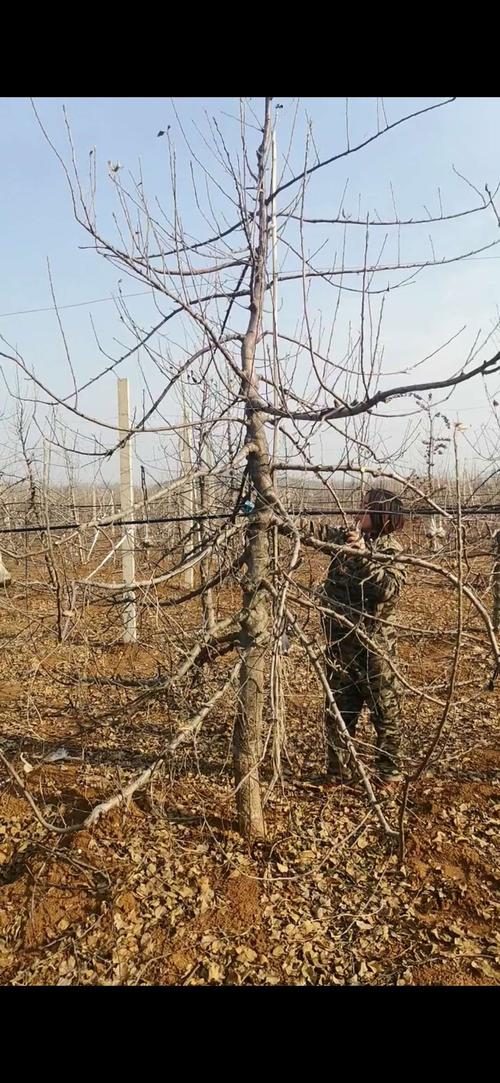 精准树型讲解之~自由纺锤形