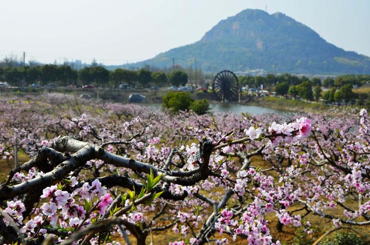 桃花节的无锡阳山