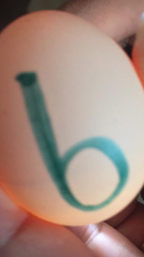 白乌骨鸡蛋孵化五(6)班项栩恺