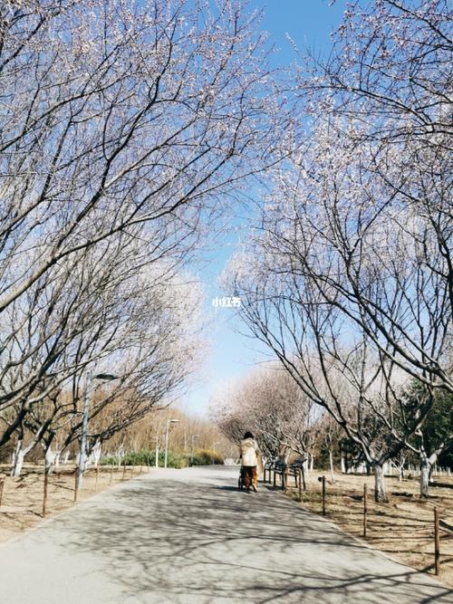 北京奥森初春_樱花季_景点_宁静_暖春樱花季_出行_人文风光展示_旅行