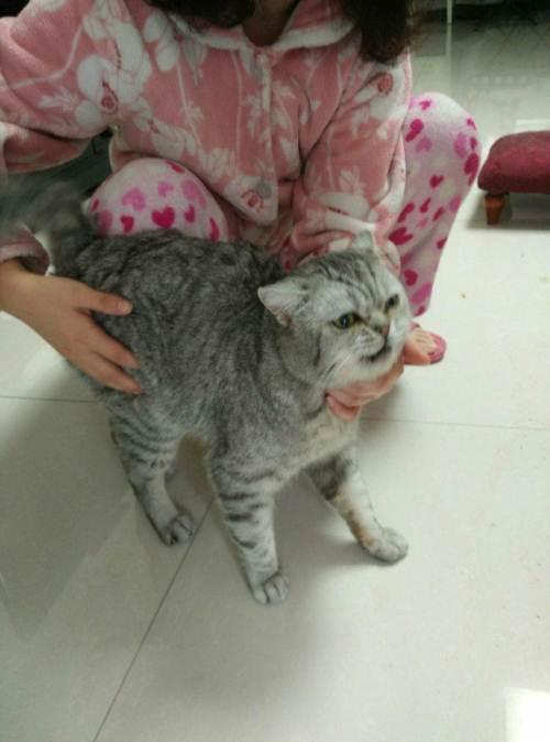 出售三条英短鱼骨刺成猫