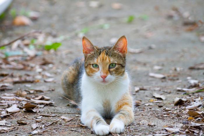 躺在地上的姜猫