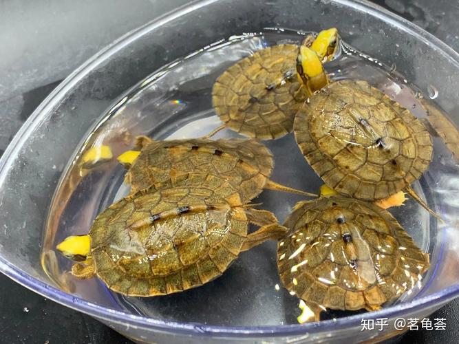 金钱龟属于水龟还是半水龟类?