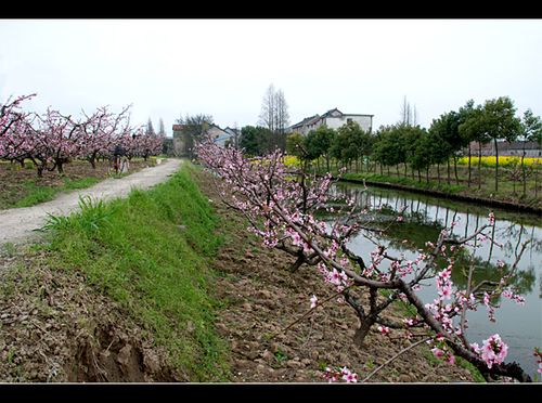 2010南汇桃花节之——新场桃源