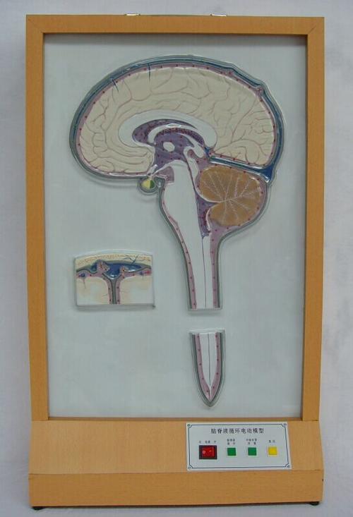 脑脊液循环电动模型医学模型zm1012