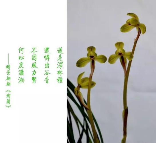 兰花如诗,诗意兰花,你最喜欢哪一首?