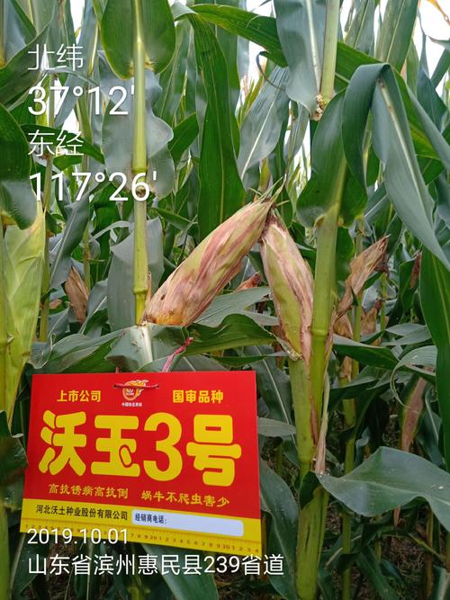沃玉3号玉米种真大棒真高产真抗病真抗倒