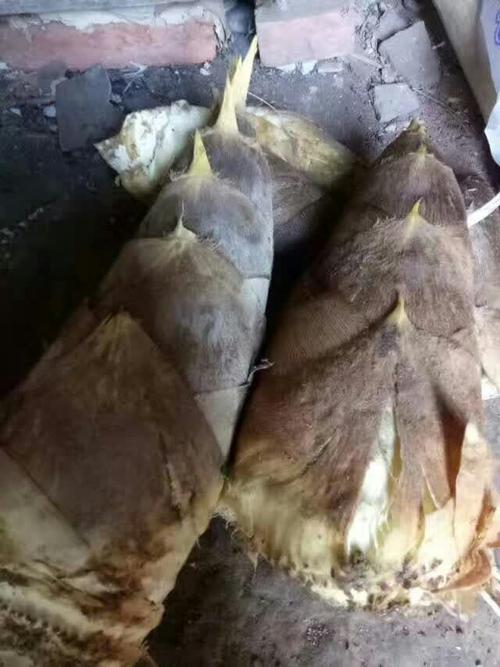 俗称""白素头""的笋,其肉特别鲜嫩