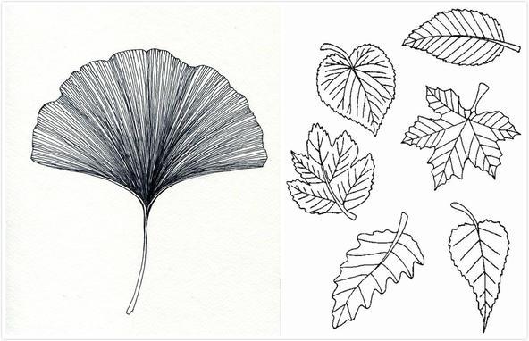 银杏叶的叶脉不同于常见树叶的.左图:pinteres;右图:wordpress.com