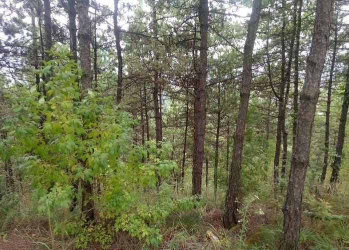 松树林里一采一大把,但无法人工种植,目前野生的很珍贵,别错过