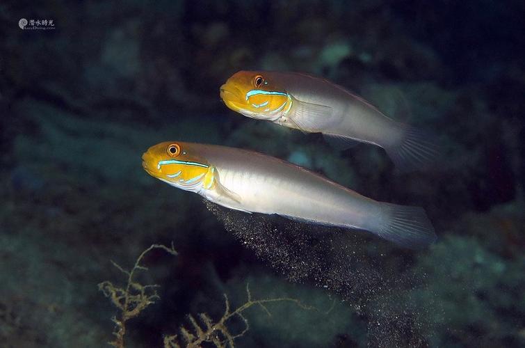 valencienneastrigata金头虾虎鱼