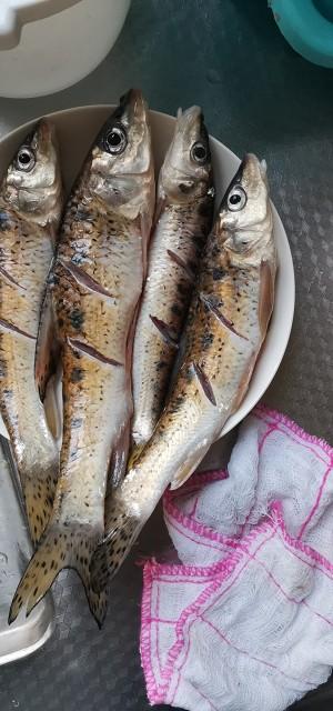 清蒸花骨鱼的做法 步骤1