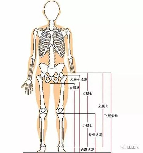 而我们测量腿身比好坏有一个比较专业的标准,就是马氏躯干腿长指数
