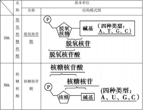 高中生物第三章第二节dna的分子结构和特点课时作业浙