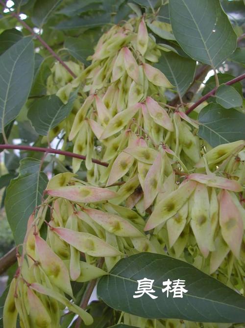 【一日一味药 一日一芳香】水上森林中草药资源之——臭椿
