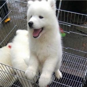 熊版萨摩耶幼犬