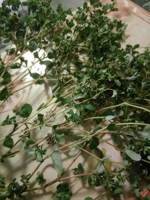 想问问大家有没有知道这是什么草药消肿利尿的在线等先谢谢大家了