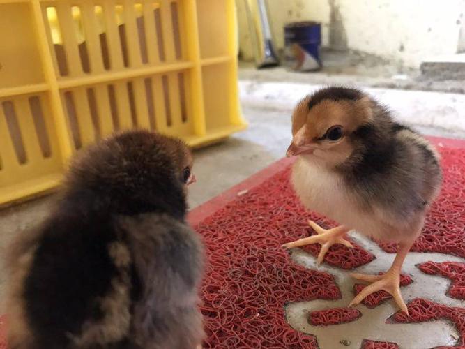 [斗鸡苗批发] 斗鸡苗价格20元/只 - 惠农网