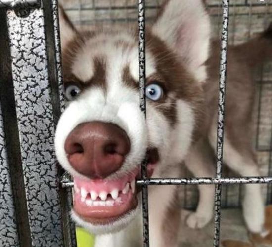带二哈和金毛散步,却被田园犬围殴,有种隔个铁门吵到你怀疑狗生