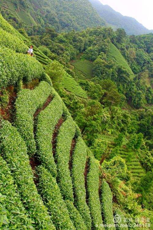 昭平大脑山茶园